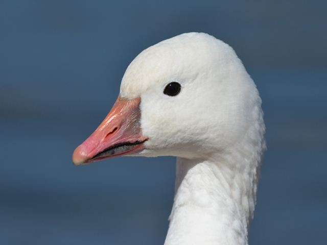 Ross's Goose