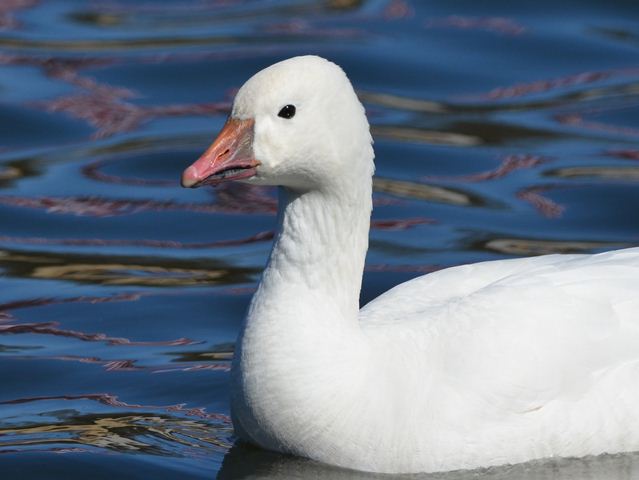 Ross's Goose with Canada Goose