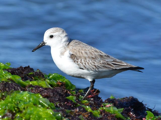 Sanderling