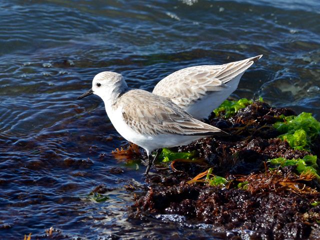 Sanderling