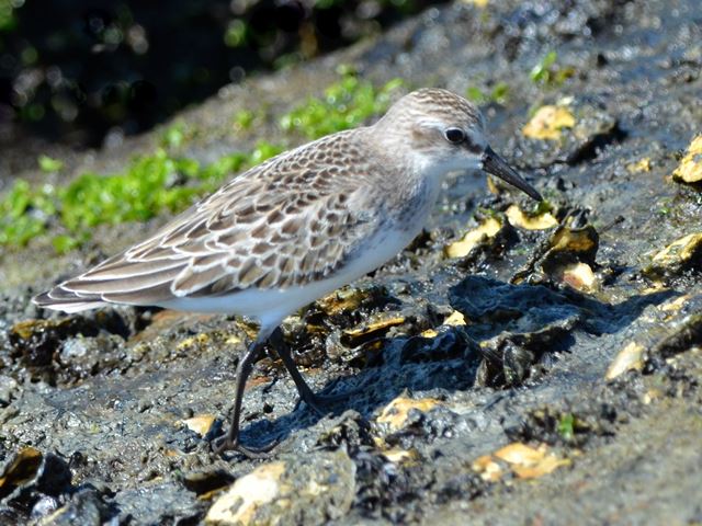 Semipalmated Sandpipers