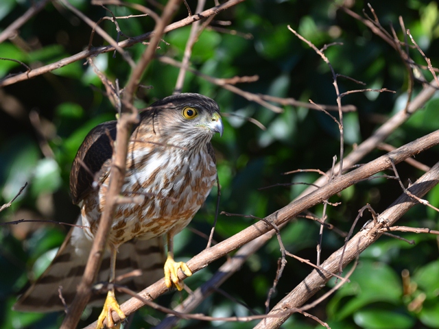 Sharp-shinned Hawk