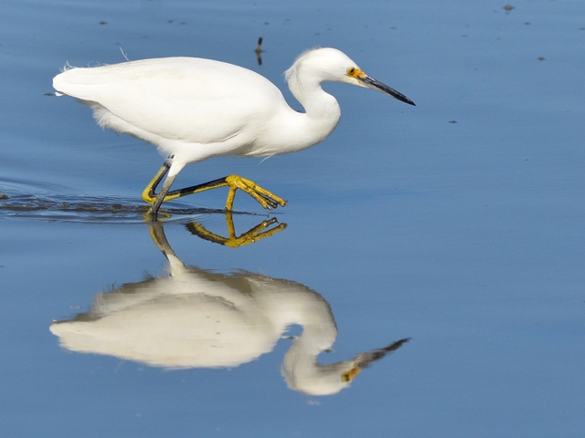 Snowy Egrets