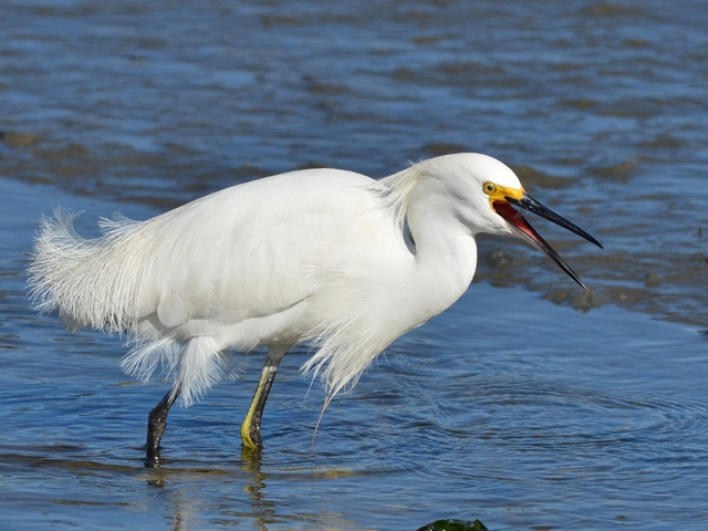 Snowy Egrets