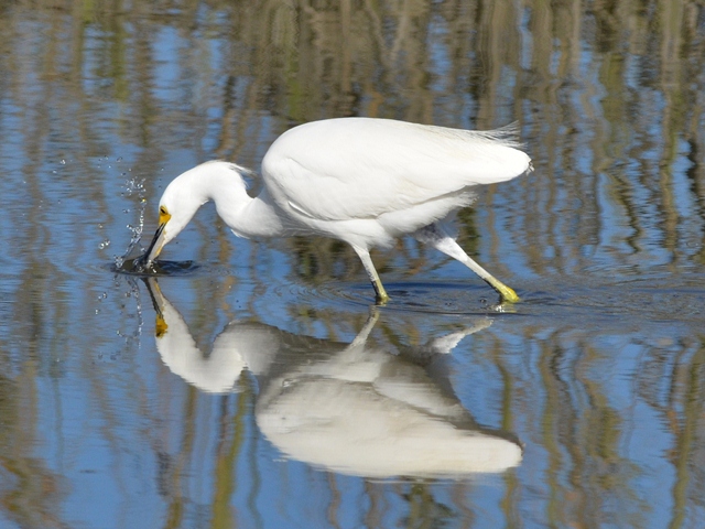Snowy Egrets