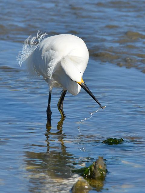 Snowy Egrets