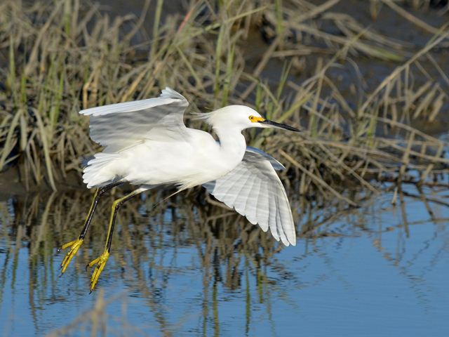 Snowy Egret