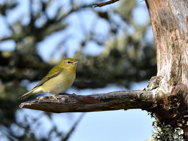 Tennessee Warbler
