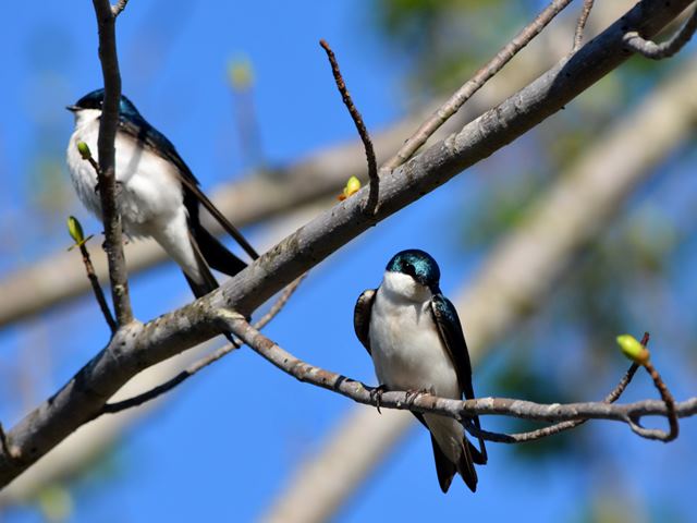 Tree Swallows