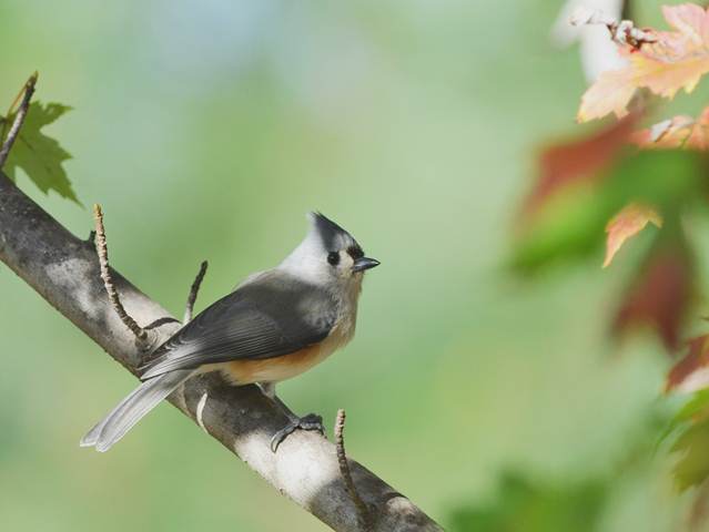 Tufted Titmouse