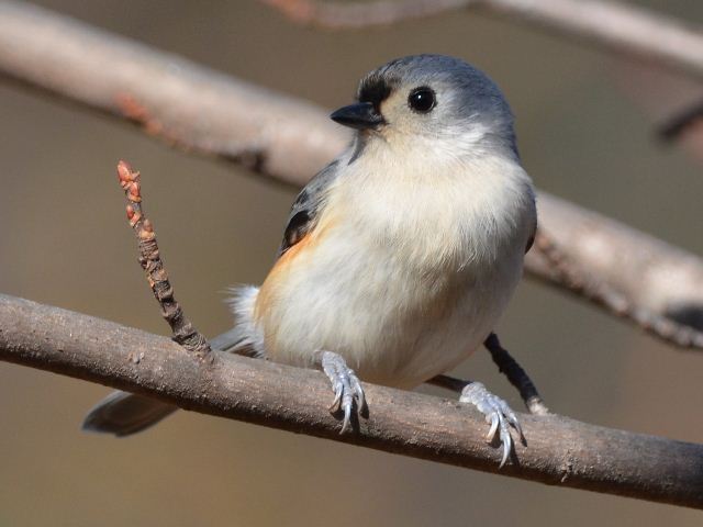Tufted Titmouse