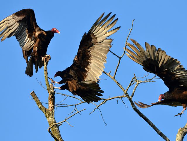 Turkey Vultures