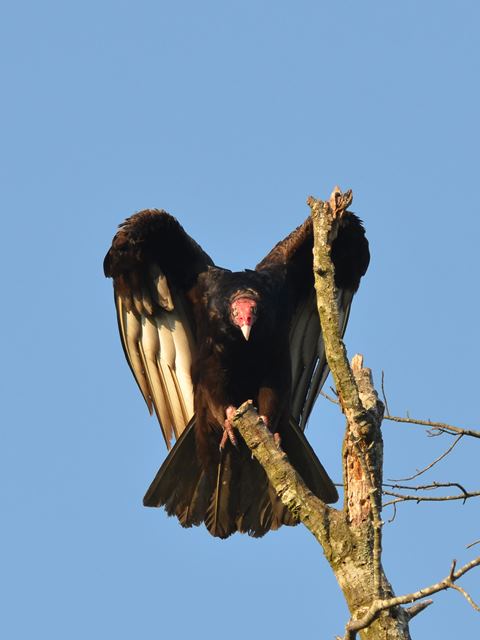 Turkey Vultures