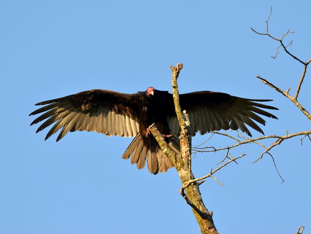 Turkey Vultures