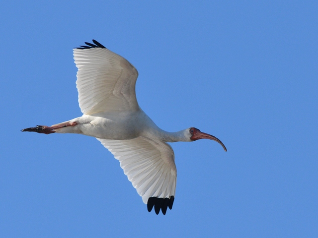 White Ibis