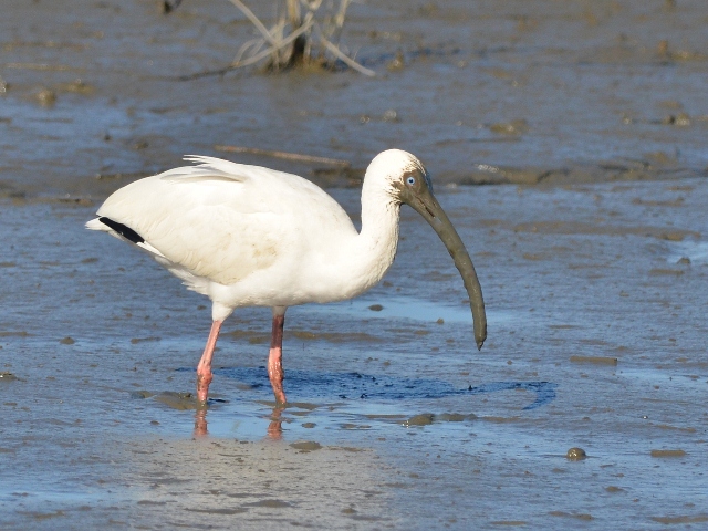 White Ibis