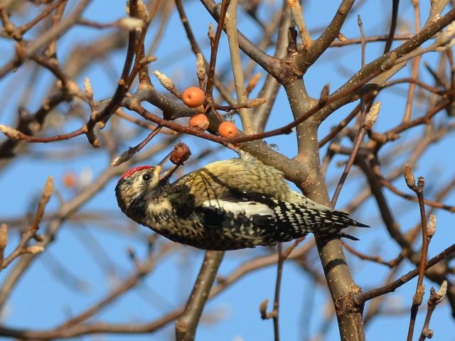 Yellow-bellied Sapsucker