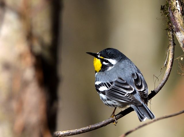 Yellow-throated Warblers