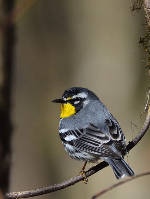 Yellow-throated Warblers