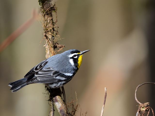 Yellow-throated Warblers