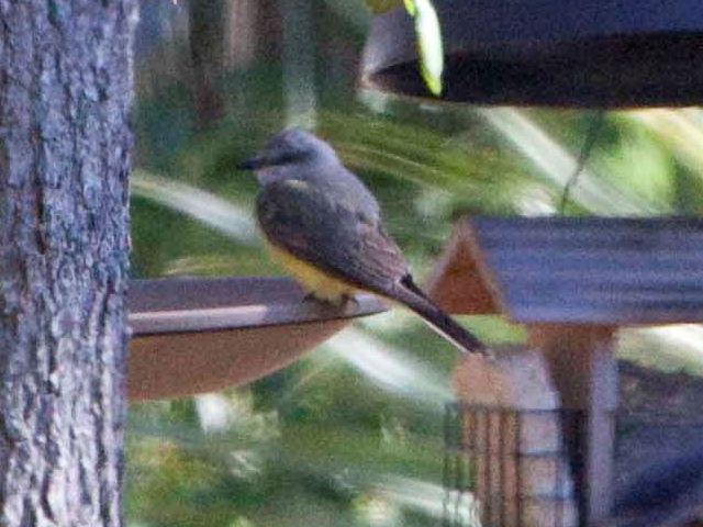 Western Kingbird