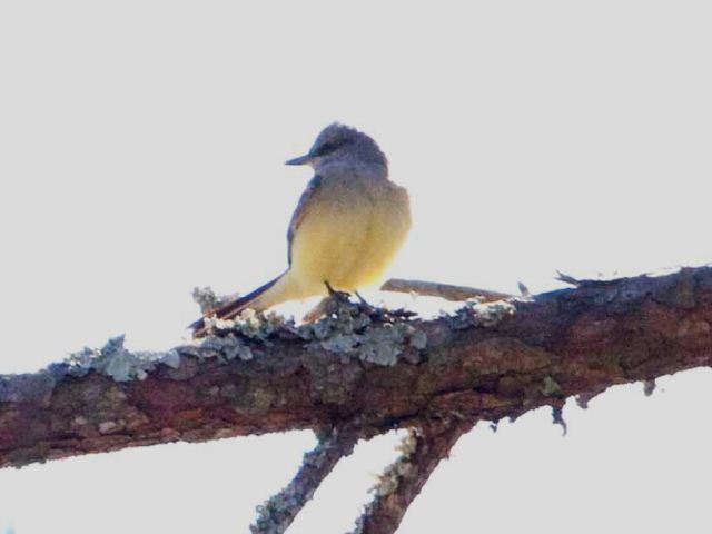 Western Kingbird