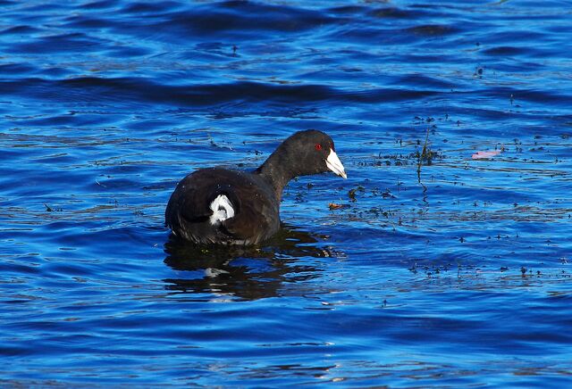 American Coot