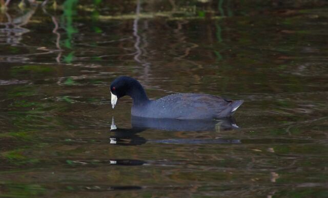 American Coot