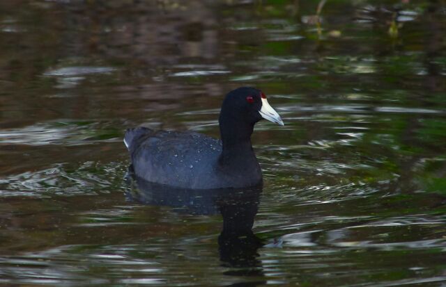 American Coot