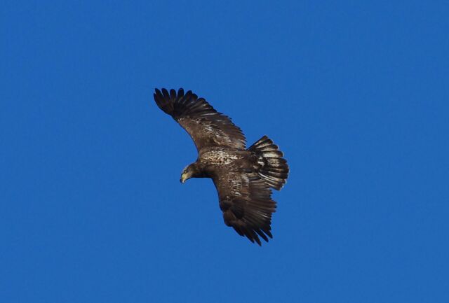 Bald Eagle