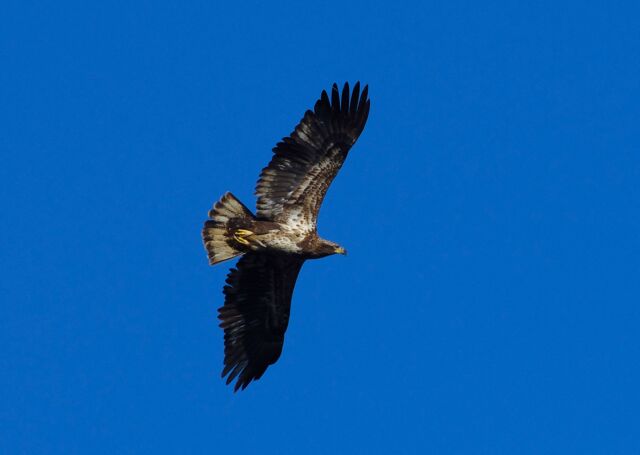 Bald Eagle