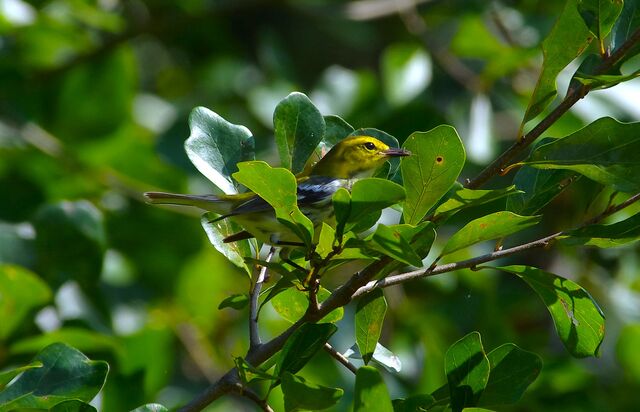 Black-throated Green Warbler