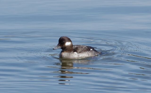 Bufflehead