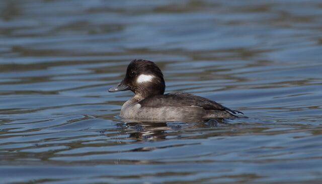 Bufflehead