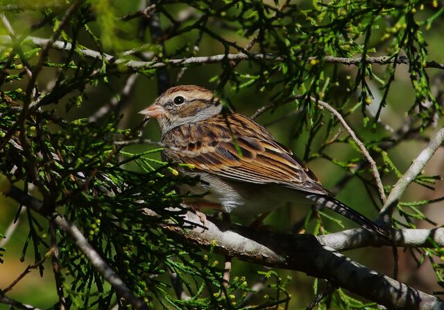 Chipping Sparrow