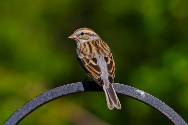 Chipping Sparrow