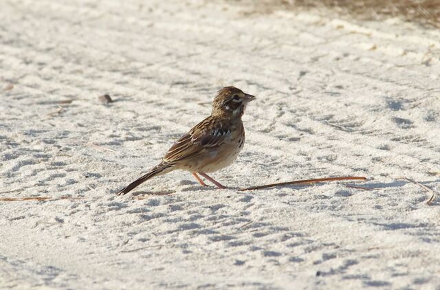 Lark Sparrow