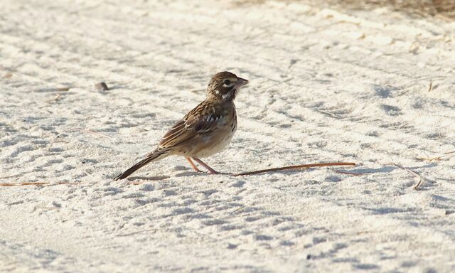 Lark Sparrow