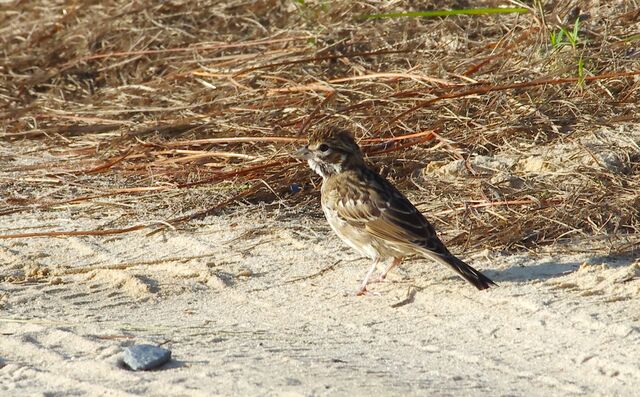 Lark Sparrow