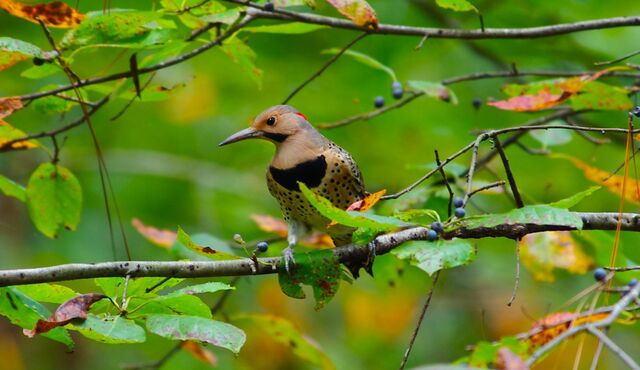 Northern Flicker
