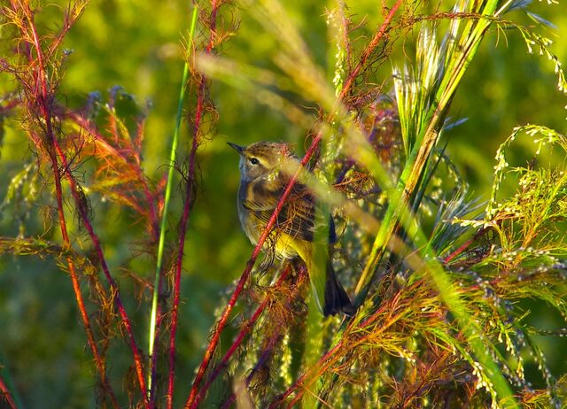 Palm Warbler