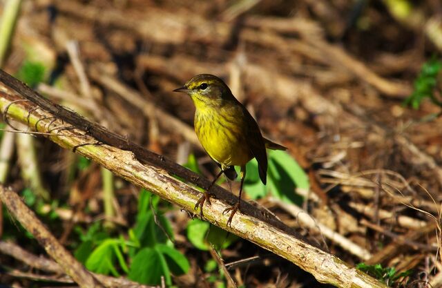 Palm Warbler
