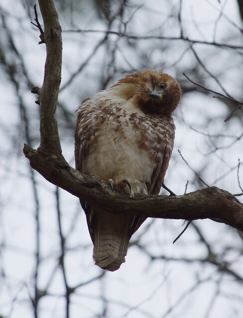 Red-shouldered Hawk