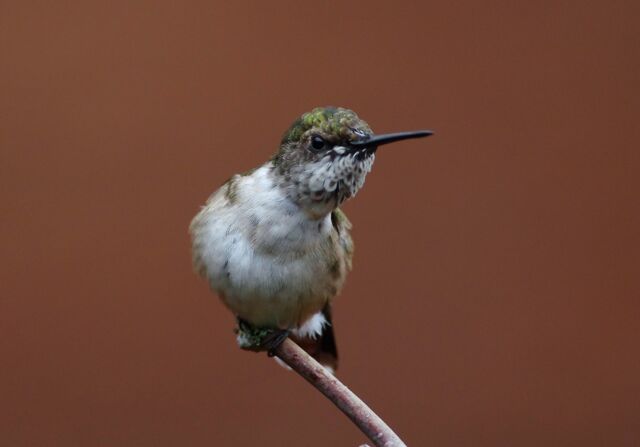 Ruby-throated Hummingbird