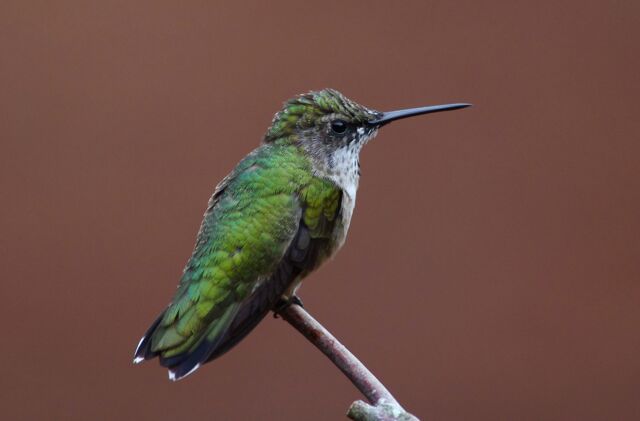 Ruby-throated Hummingbird