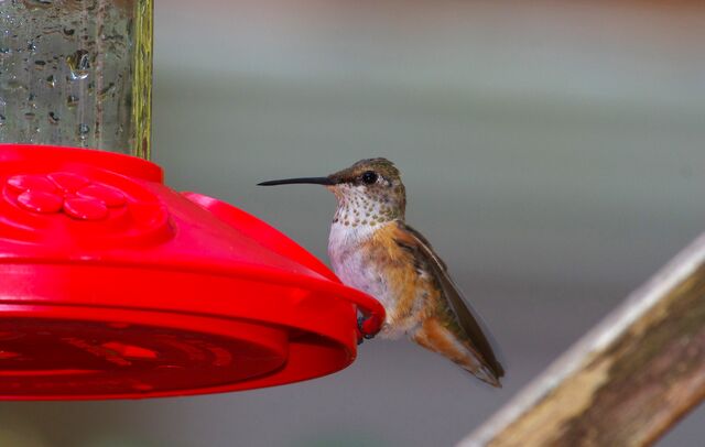 Rufous/Allen's Hummingbird