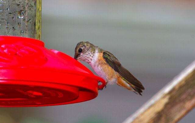 Rufous/Allen's Hummingbird