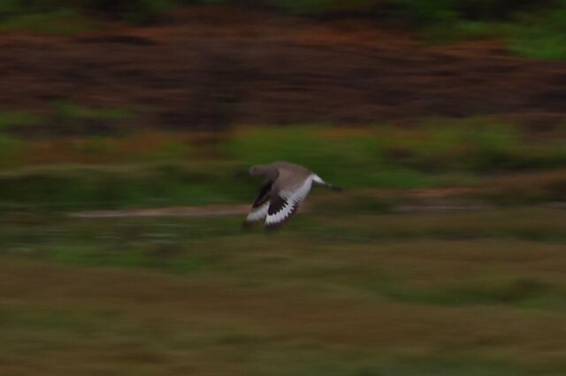 Willet