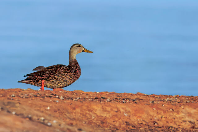Mottled Duck