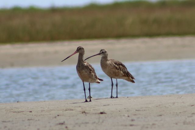 Long-billed Curlew